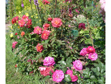 S73R6087.JPG