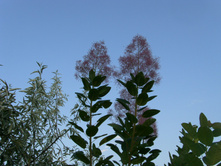 S73R6106.JPG