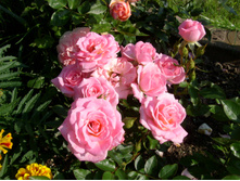 S73R6113.JPG