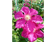 S73R6116.JPG