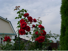 S73R6122.JPG