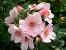 S73R6123.JPG