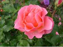 S73R6124.JPG