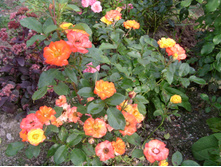 S73R6125.JPG