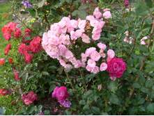 S73R6127.JPG
