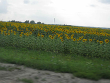 IMG_0350.jpg
