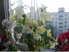 SDC13383.JPG