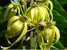 cananga odorata (�����-�����)
