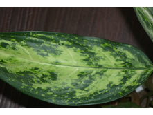 ��������� pseudobracteatum 