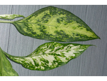 ����� �������-��������� pseudobracteatum  � ���� �������
