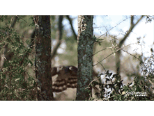 7491_original.gif
