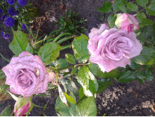 ����-0087.jpg