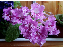 Anna Sui.jpg