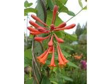 ��������� ������  ���� 'Dropmore Scarlet' 120-150�