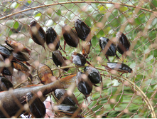 DSCN1526.JPG