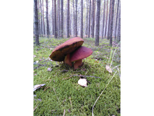 WP_000281.jpg