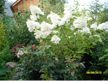 SDC18075.JPG