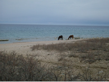 SDC12386.JPG