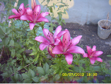 ST837757.JPG