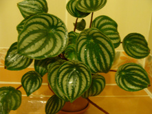 ��������� argyreia
