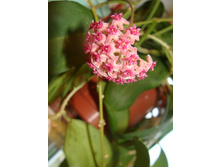 Camphorifolia