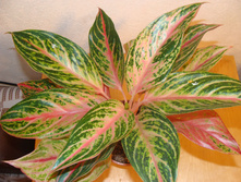 Aglaonema Butterfly