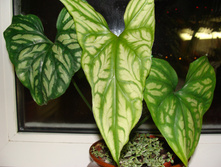 DSC06206.JPG