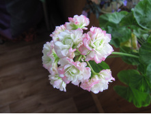 ���������� Apple Blossom Rosebud