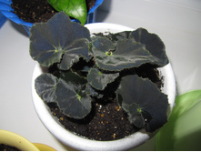 ������� Dark Mambo