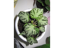 ������� Silver Jewel