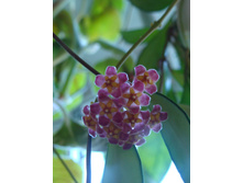 Hoya davidcummingii 