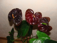 DSC06247.JPG