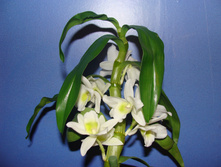 DSC06076.JPG