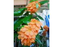 SDC12563.JPG