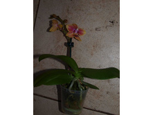 Phalaenopsis Sogo Gotris.JPG