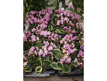 Phalaenopsis Sogo Vinian (Golden Vivian) ����������� ������.jpg