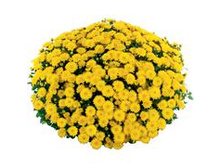 Sofie Yellow.jpg