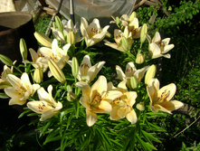 DSC05134.JPG