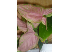 SYNGONIUM NEW Red -