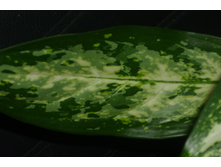 ��������� pseudobracteatum 