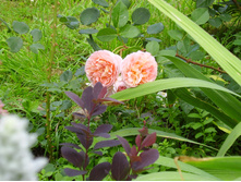 ������� P7060016.JPG