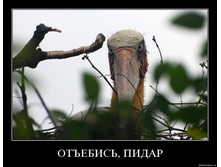 2odn0dnlp5ko.jpg