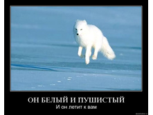 pvan1novap1w.jpg