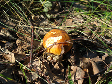 DSC01276.JPG