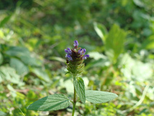 DSC01277.JPG