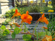 DSC01299.JPG