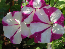 DSC01312.JPG