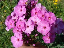 DSC01322.JPG