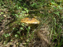 DSC01330.JPG