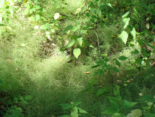 DSC01341.JPG